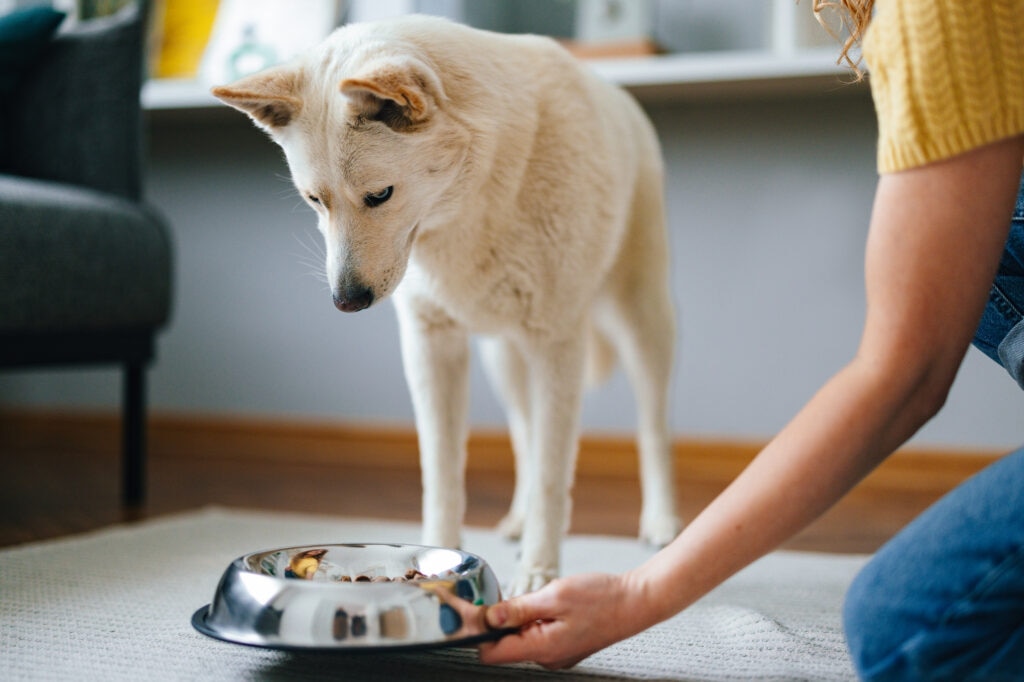 dog not eating; a pet parent feeds their dog from a bowl.