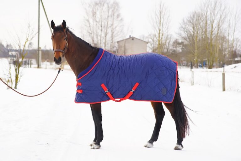 Brown horse wearing blue and red blanket in the snow