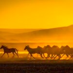 Where Did Horses Originate?