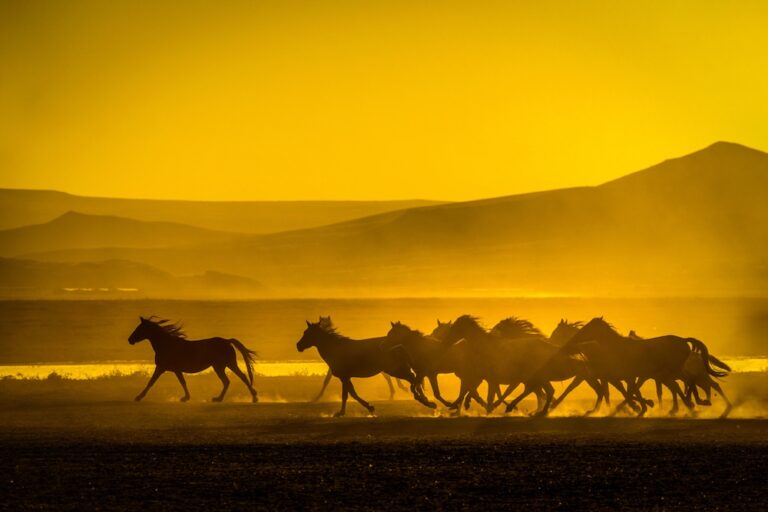 Herd of horses running at sunset