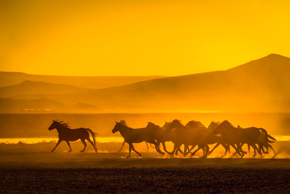 Herd of horses running at sunset