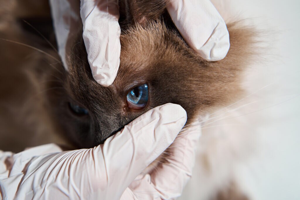 glaucoma in cats; a cat’s eye is examined by a vet.