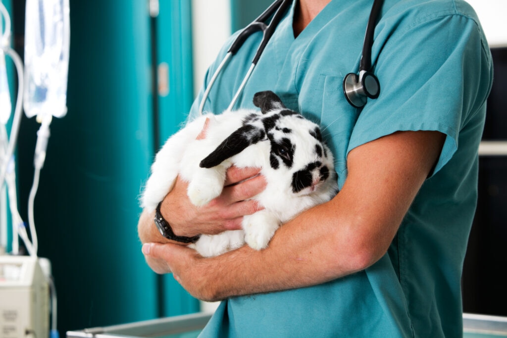 rabbit peeing blood; a veterinarian holds a rabbit.