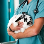 Rabbit Peeing Blood: What It Means and When To Call a Vet