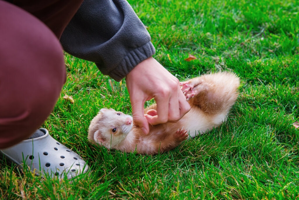 ferret body language; a ferret lays on their back while their pet parent rubs their stomach.