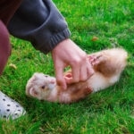 Ferret Body Language: What Is Your Ferret Telling You?