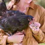 How Long Do Chickens Live? A Chicken Lifespan Guide