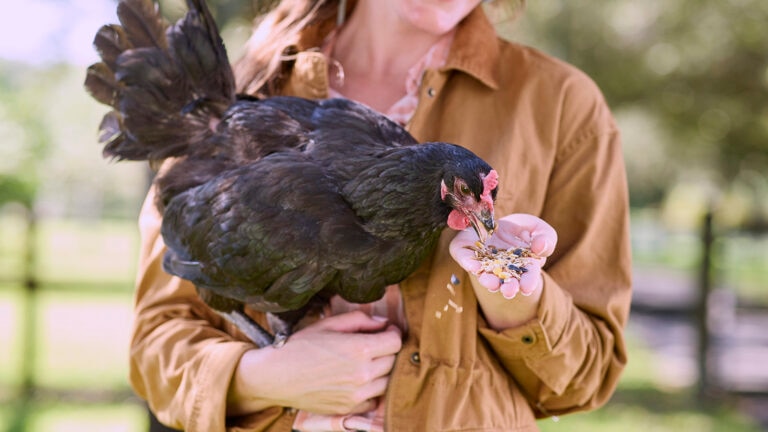 how long do chickens live: pet parent holding and feeding chicken