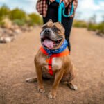 Valley Fever in Dogs: Symptoms, Treatment, and Prevention