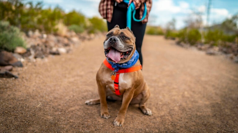 valley fever in dogs: dog on a hike in the desert