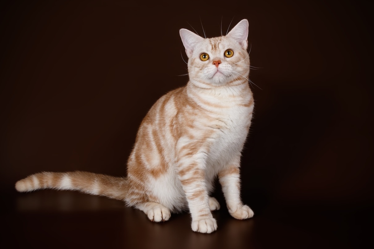 A red American Shorthair cat sitting on a black background