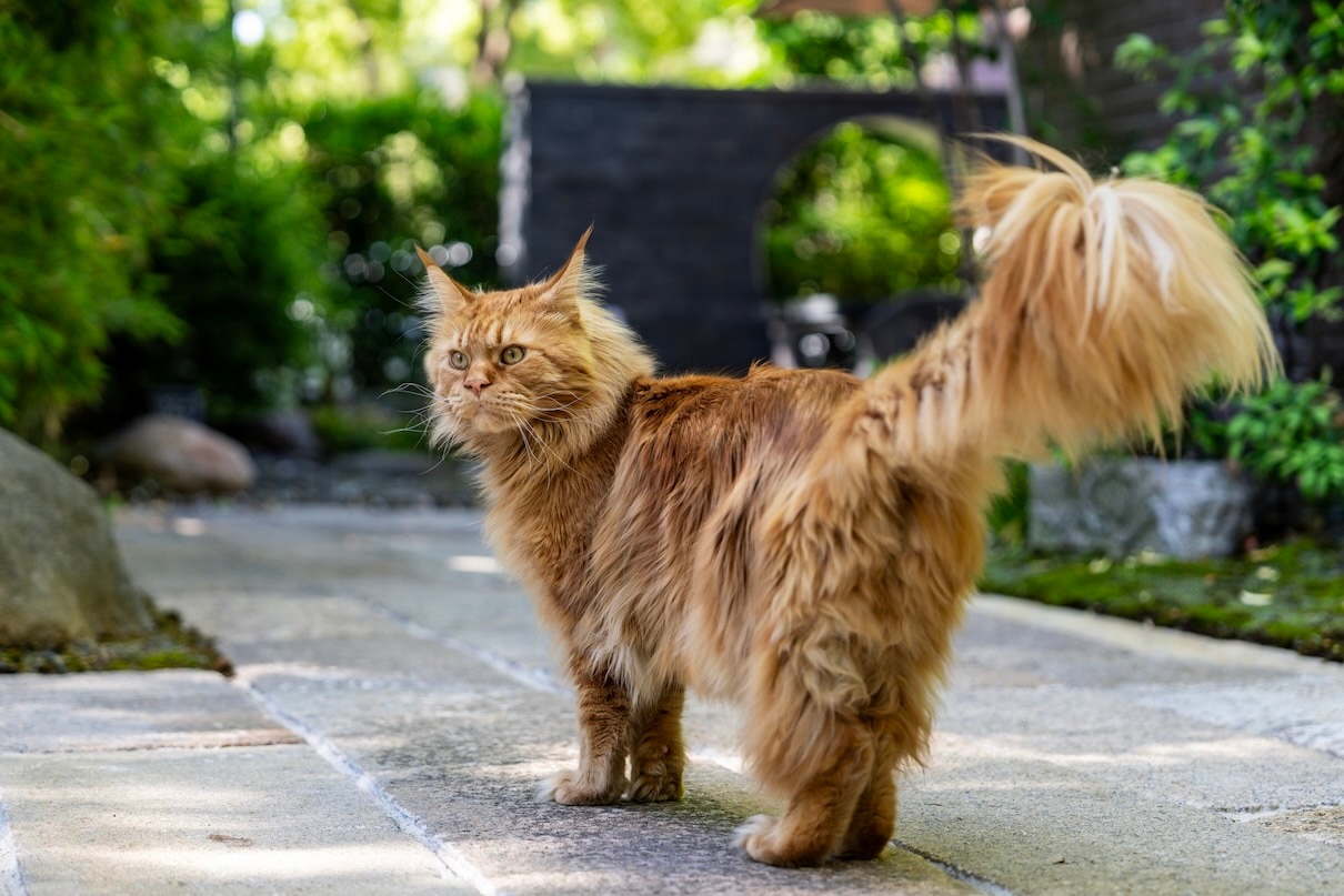 A fluffy orange Maine Coon cat standing in a garden