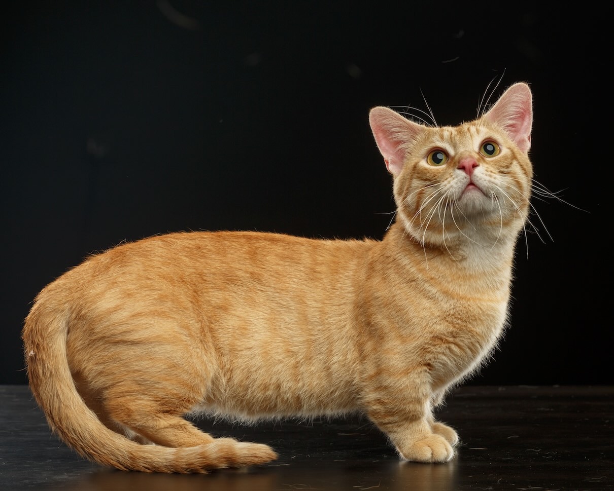 An orange Munchkin cat standing on a black background