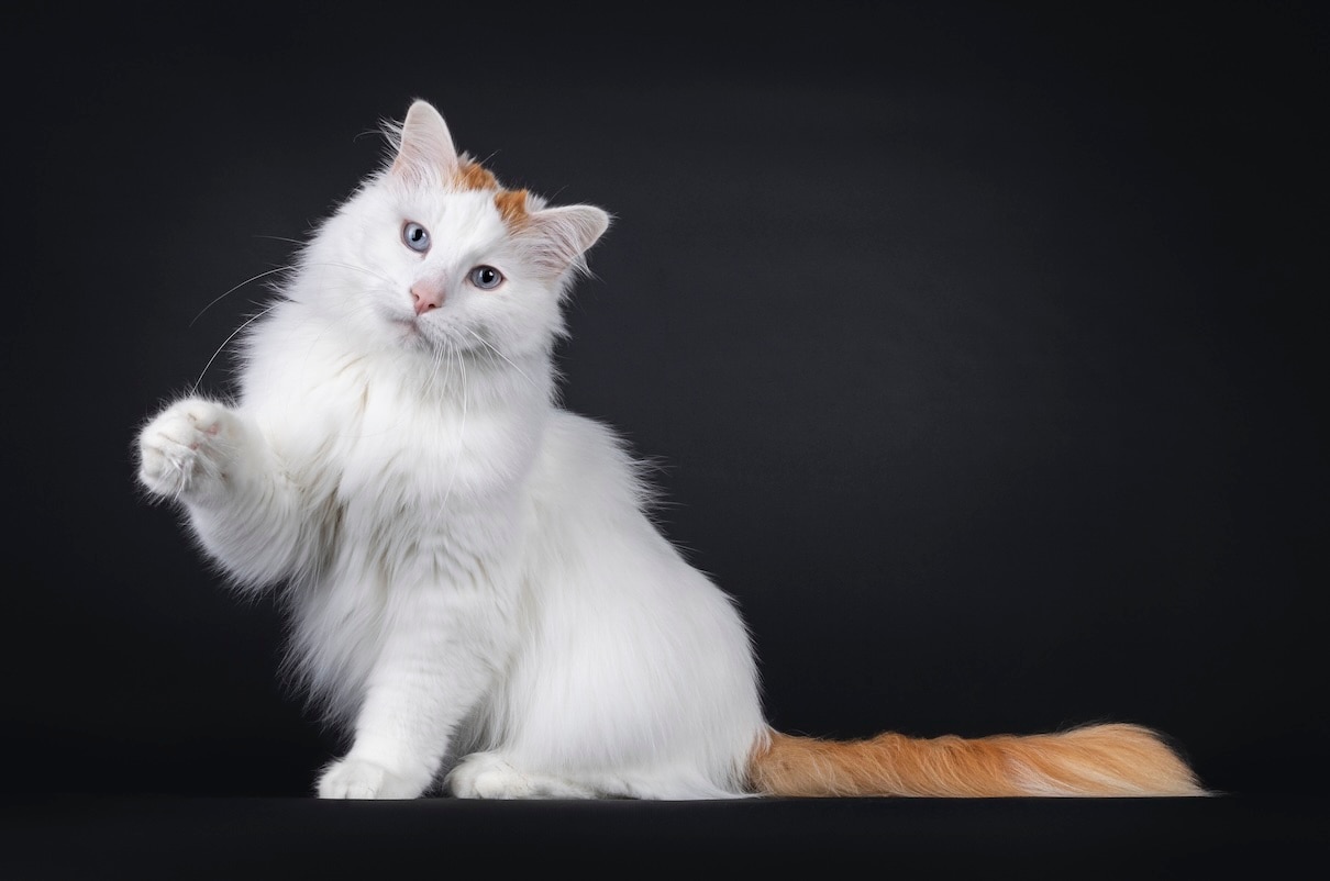 A white and orange Turkish Van cat with a paw raised on a black background