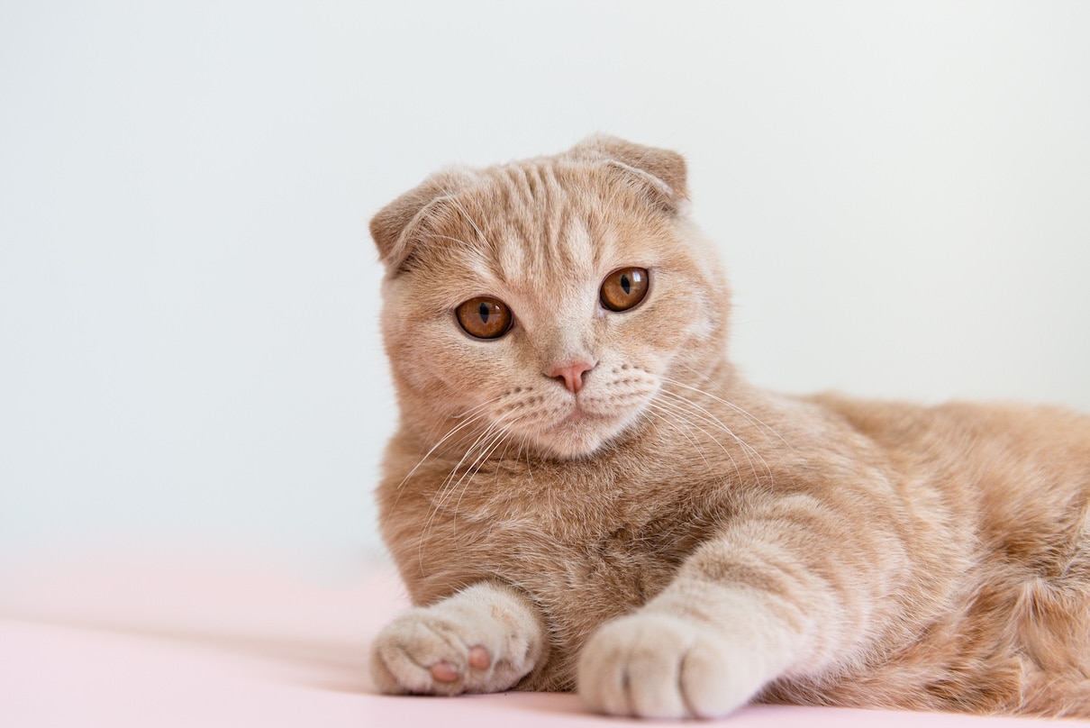 A pale orange Scottish Fold