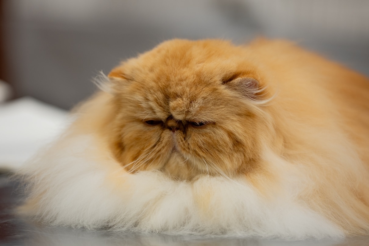 A fluffy orange Persian cat loafing