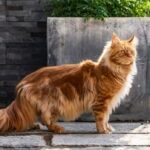 10 Orange Cat Breeds Packed With Personality