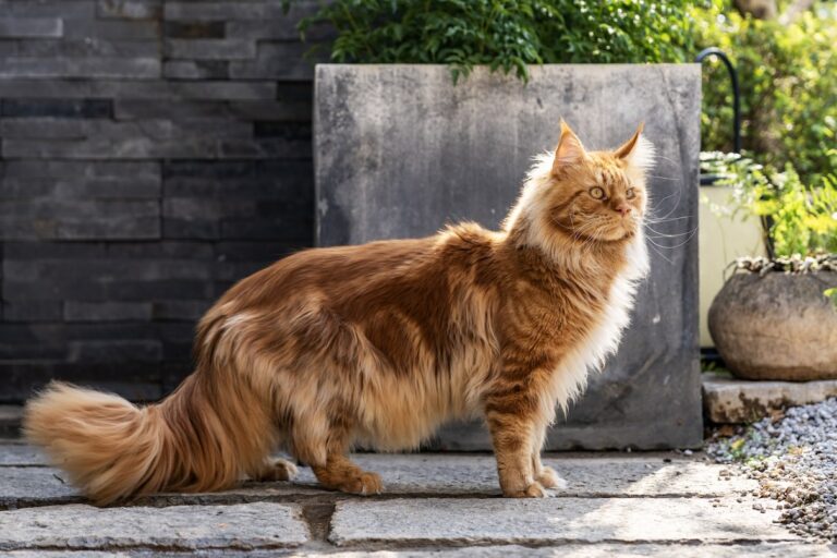 A tall orange Maine Coon cat standing outside