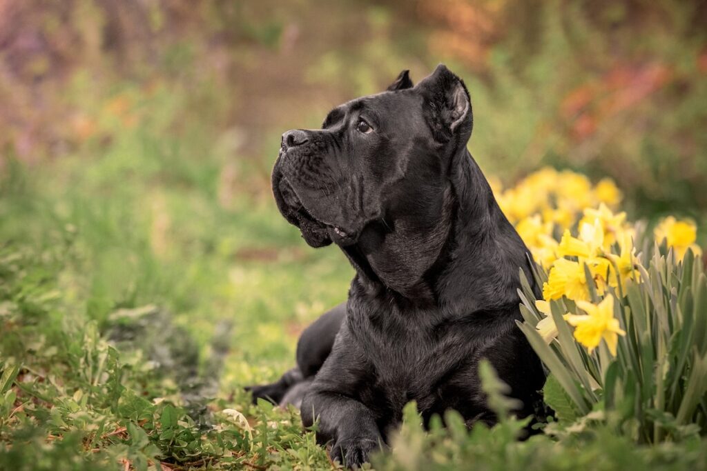 A Cane Corso sitting next to a patch of daffodils
