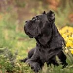 Boerboel vs. Cane Corso: What’s the Difference?