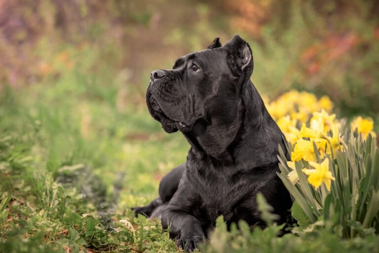 A Cane Corso sitting next to a patch of daffodils