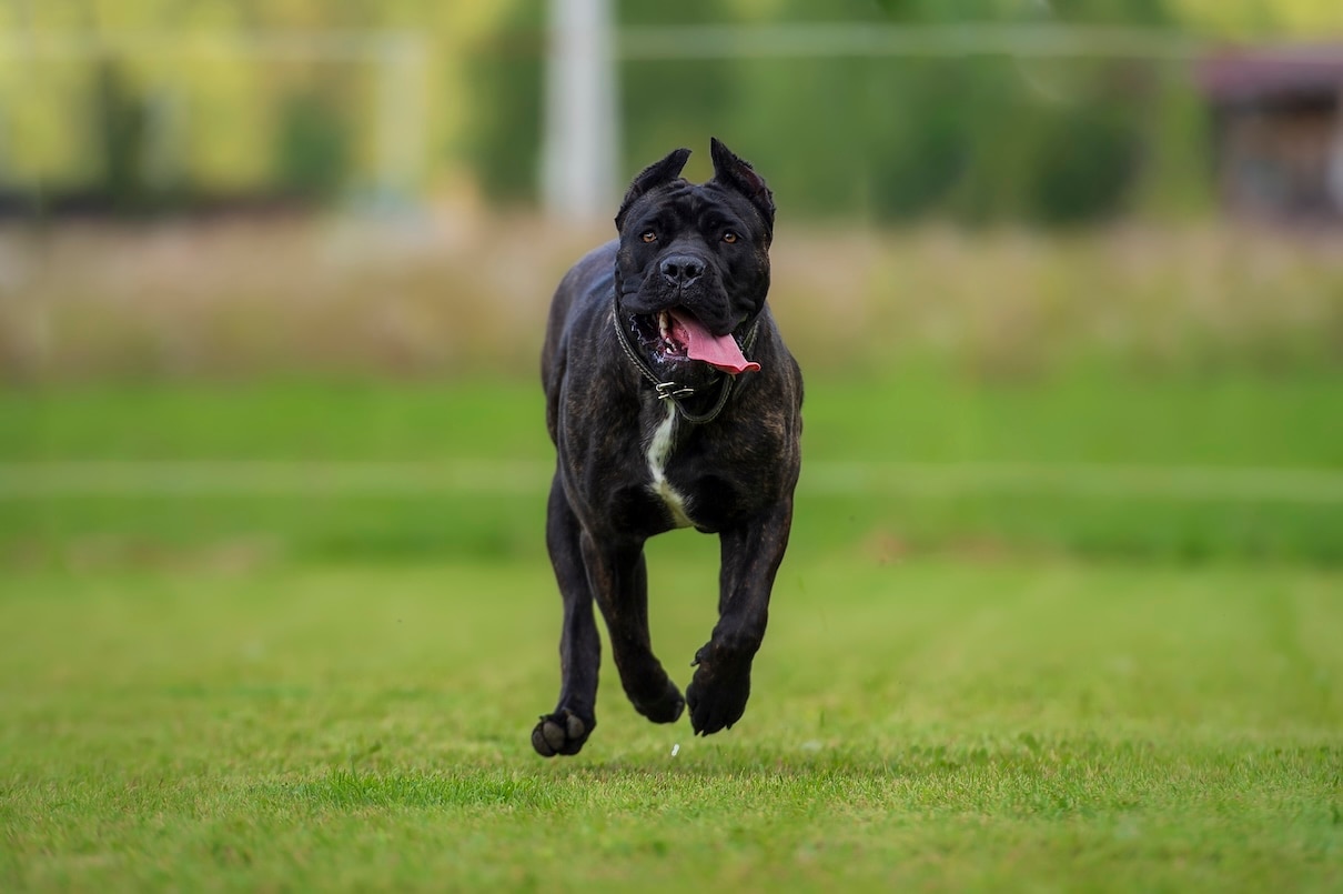 A cane corso dog running through grass with his tongue flopping out