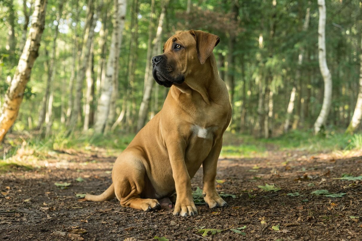 Boerboel puppy sitting outside