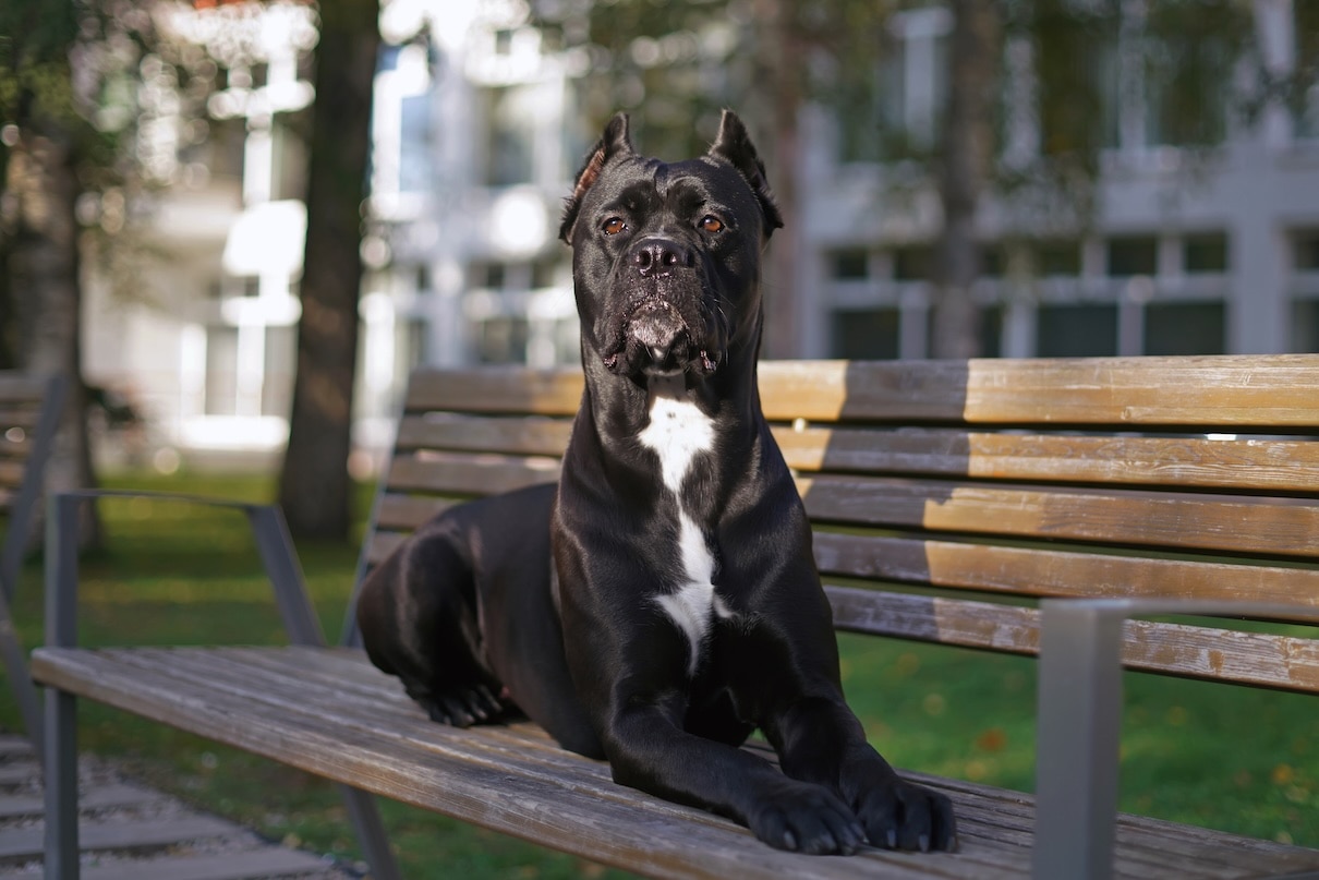 Cane Corso dog lying on a park bench