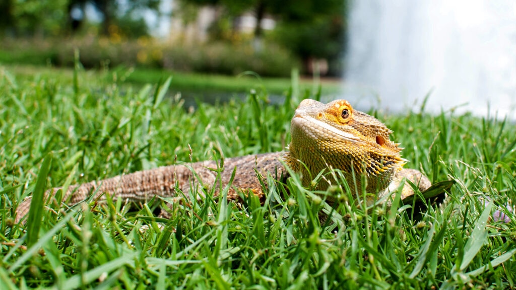 can bearded dragons eat zucchini: bearded dragon on the grass