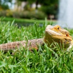 Can Bearded Dragons Eat Zucchini?