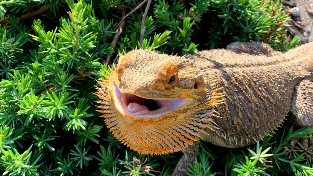 can bearded dragons eat asparagus
