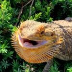 Can Bearded Dragons Eat Asparagus?