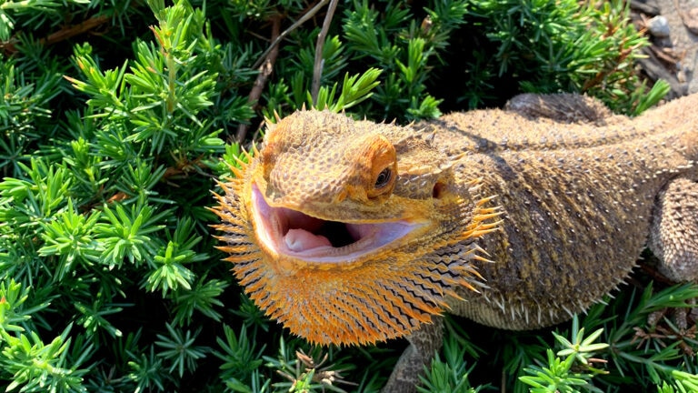 can bearded dragons eat asparagus