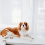 The 16 Best Dogs for Apartments