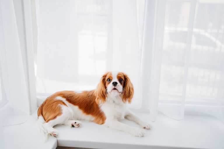 Cavalier King Charles Spaniel lying by a bright window indoors