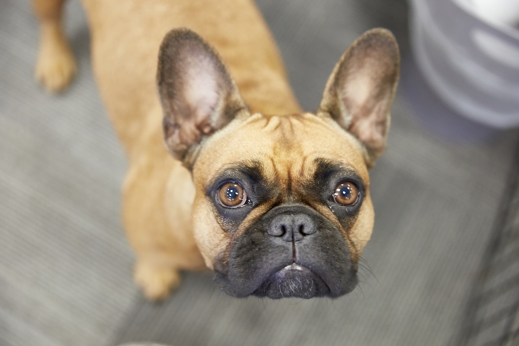 A French Bulldog looking up at the camera indoors