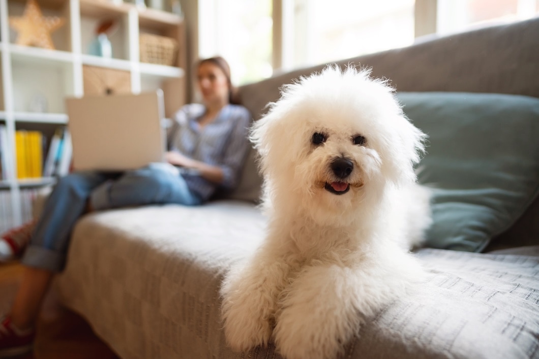 Bichon Frise dog lying on a couch while its owner works on a laptop