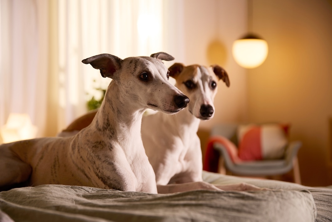 A pair of Greyhounds lying on a bed indoors