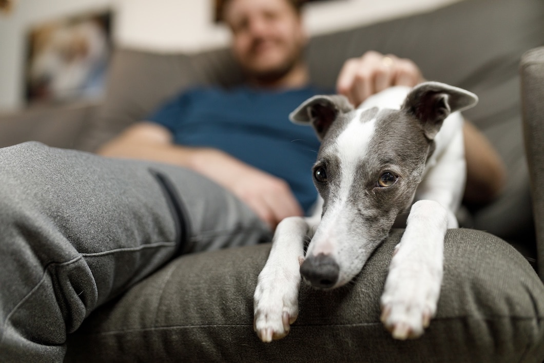 Whippet relaxing on a sofa indoors