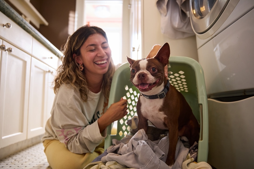 A Boston Terrier hanging out in a laundry room with their pet parent