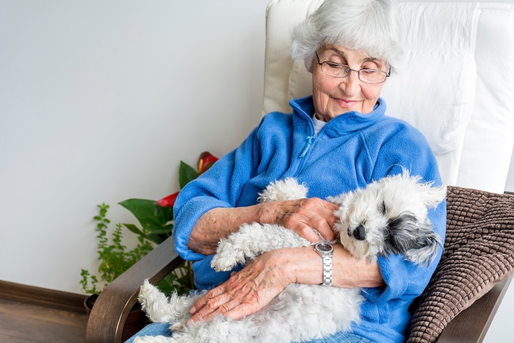 A Havanese relaxing with a woman at home