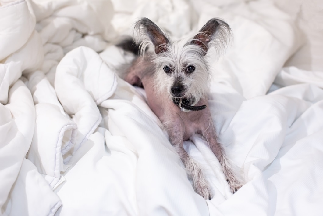 Dog resting comfortably on a duvet at home