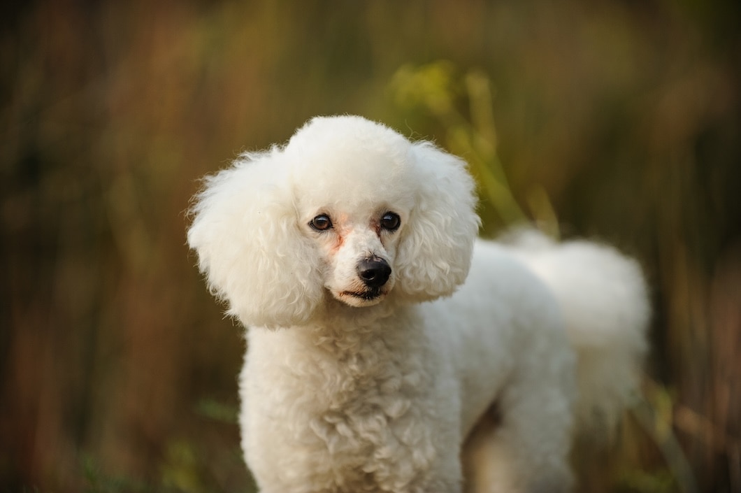White Miniature Poodle posing outdoors in a natural setting.