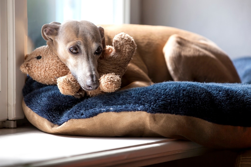 Italian Greyhound on a window sill indoors