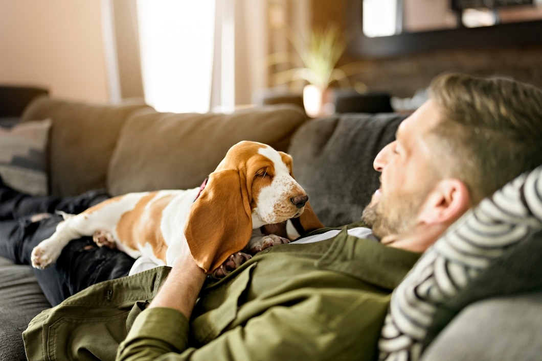 Man playing with a Basset Hound on a sofa at home