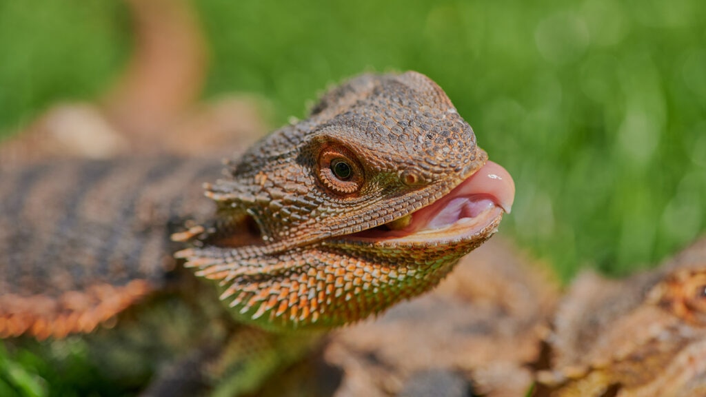 can bearded dragons eat earthworms