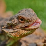 Can Bearded Dragons Eat Earthworms?
