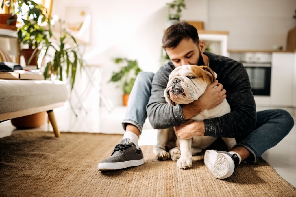 A man kisses and hugs a bulldog while sitting on the floor. Learn if dogs understand kisses and hugs.