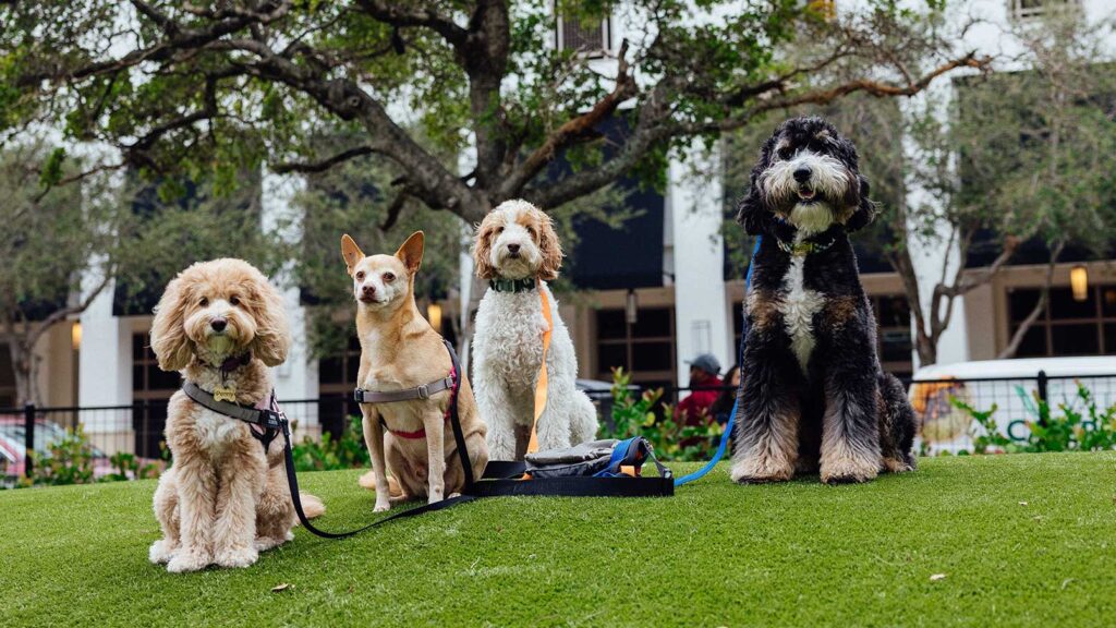 Four dogs pose for a picture during a Chewy Pack Walk event