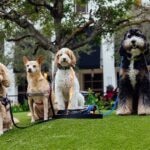 Join the Pack: Chewy Pack Walks Are Coming to Miami